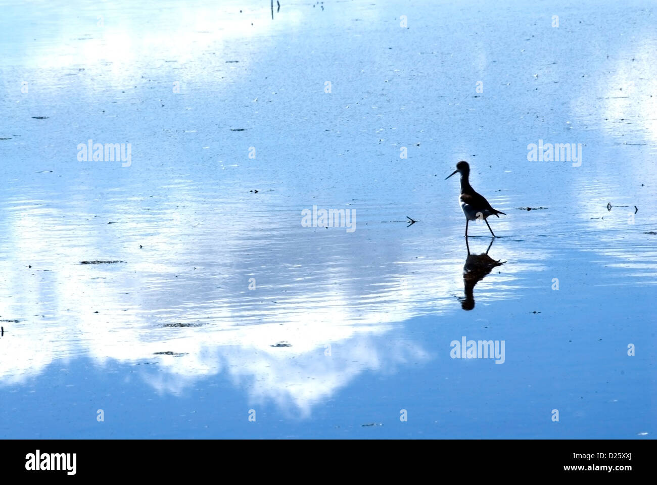 Photos of marsh birds hi-res stock photography and images - Alamy