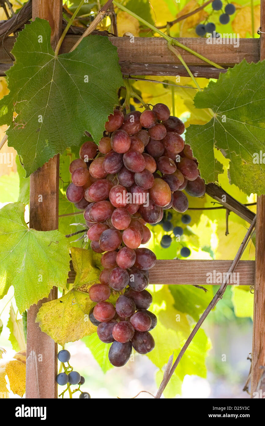 Grape Vine Stock Photo