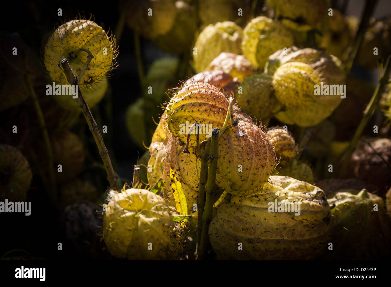 Chinese lantern plant hires stock photography and images Alamy