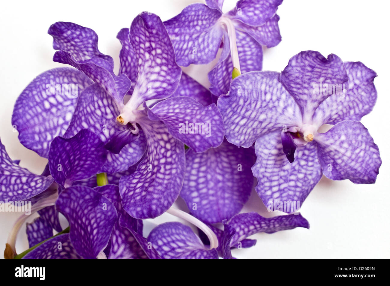 Closeup of a purple Vanda orchid against white background Stock Photo