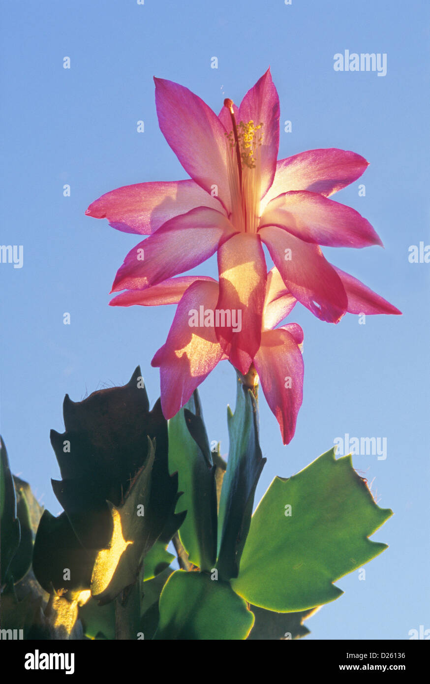 Christmas Cactus 2 Stock Photo - Alamy