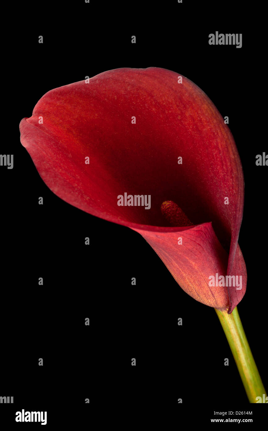 Calla blossom hotsell