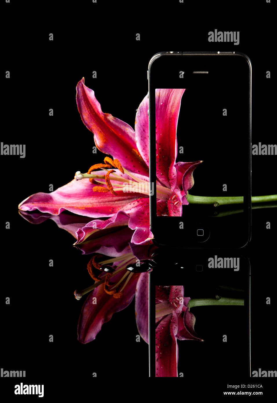 Purple lily flower on reflective black surface and its image on the retina display of an Apple iPhone 4 Stock Photo