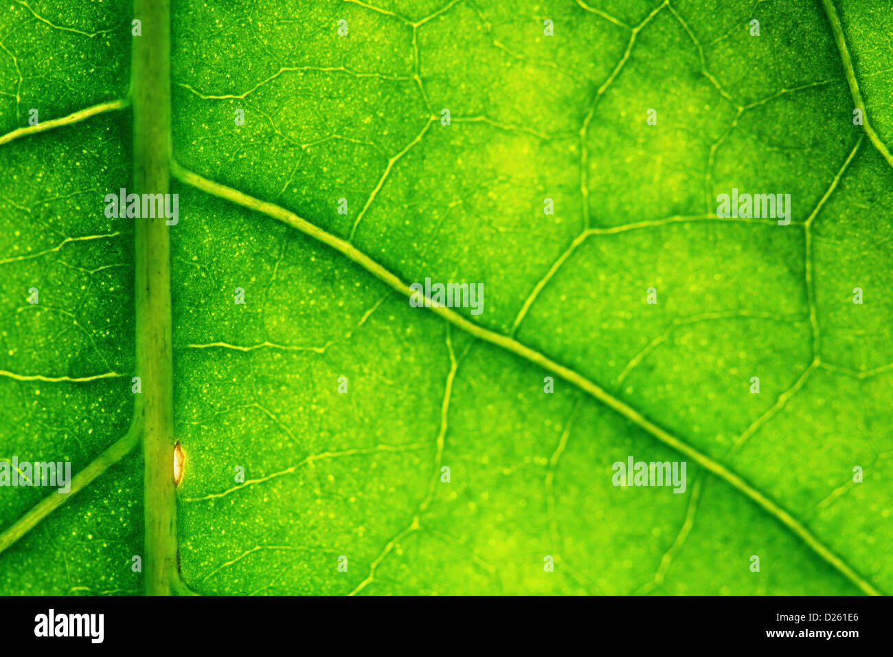 macro green leaf structure background Stock Photo