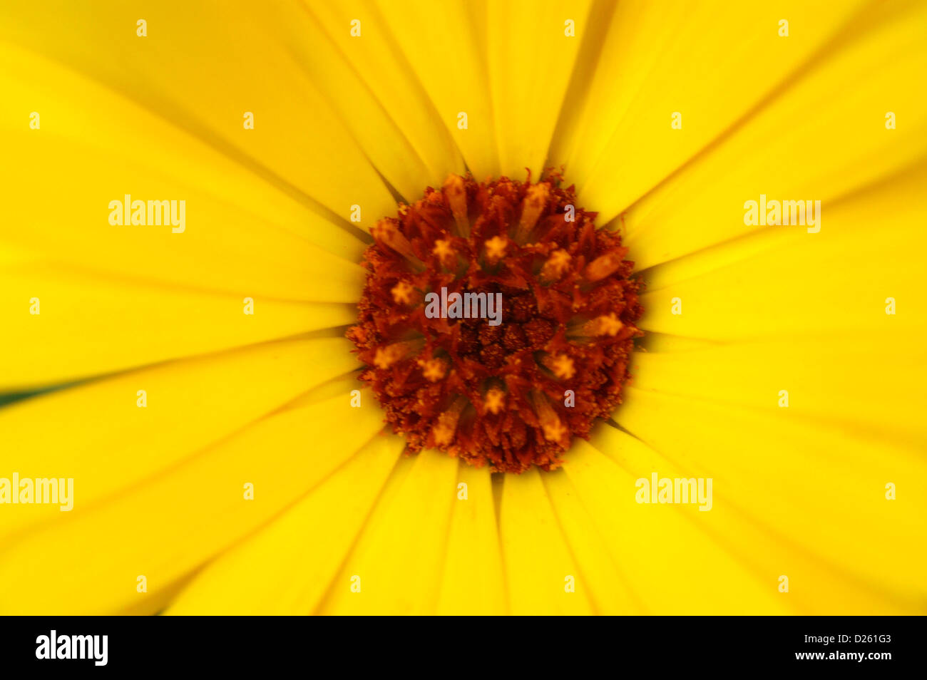 Calendula Flower Yellow Stock Photo