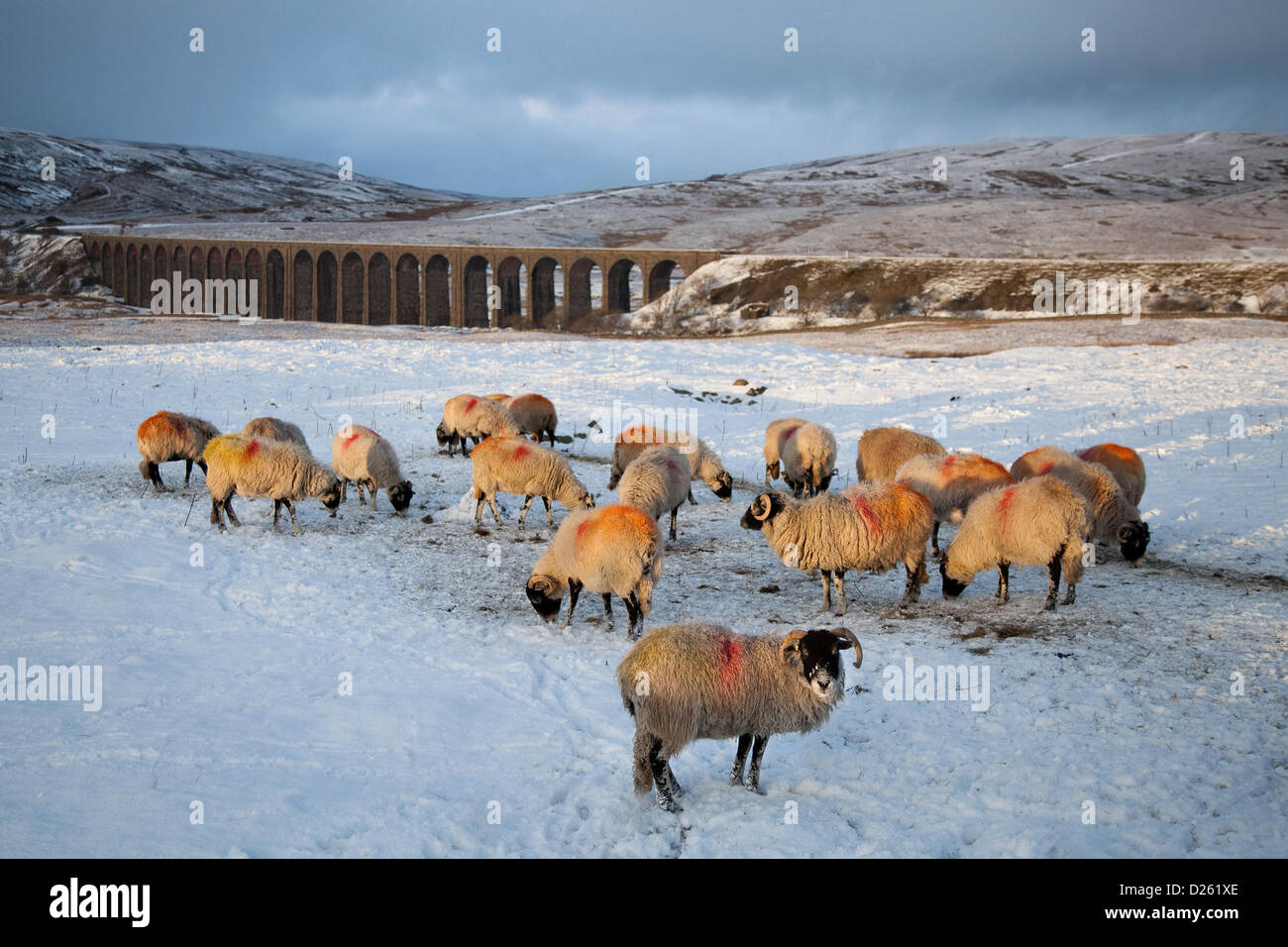 Hardy Sheep in winter near the Ribblehead Viaduct across the valley of the River Ribble, in North Yorkshire, Northern England, Hardy Livestock gather in frosty conditions, in evening light for remains of animal feed provided by the local hill farmer in freezing weather with snow covered moorland. The swaledale sheep are marked with red ochre to indicate breeding status and to  assist identification. Stock Photo