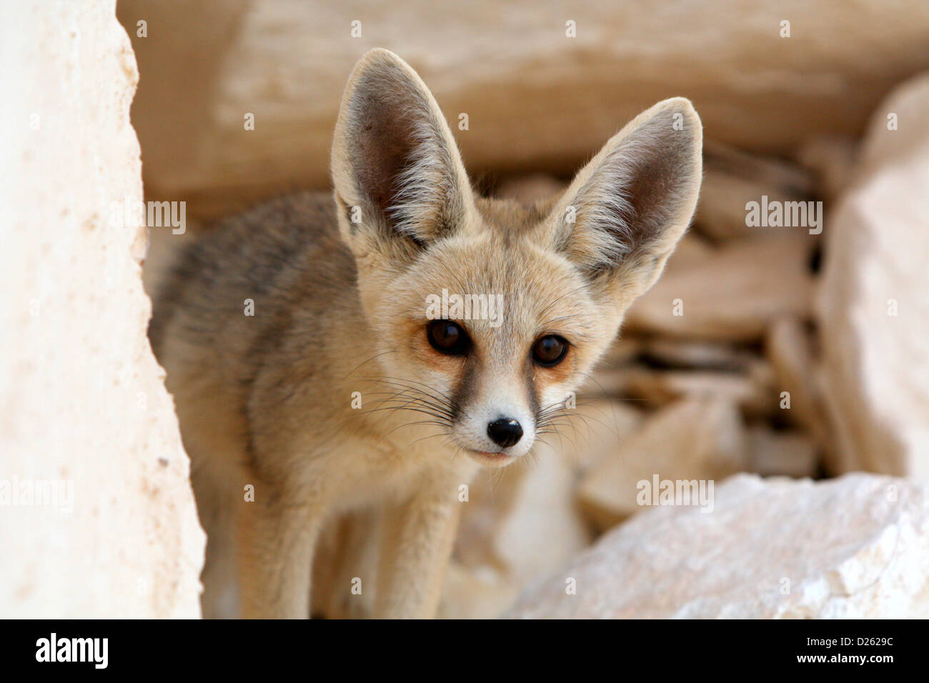 A Desert Fox in the Egyptian Sahara Stock Photo Alamy