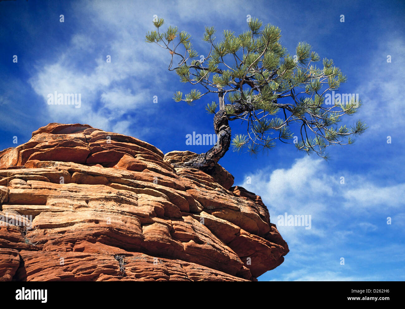 Ponderosa pine trees hi-res stock photography and images - Alamy