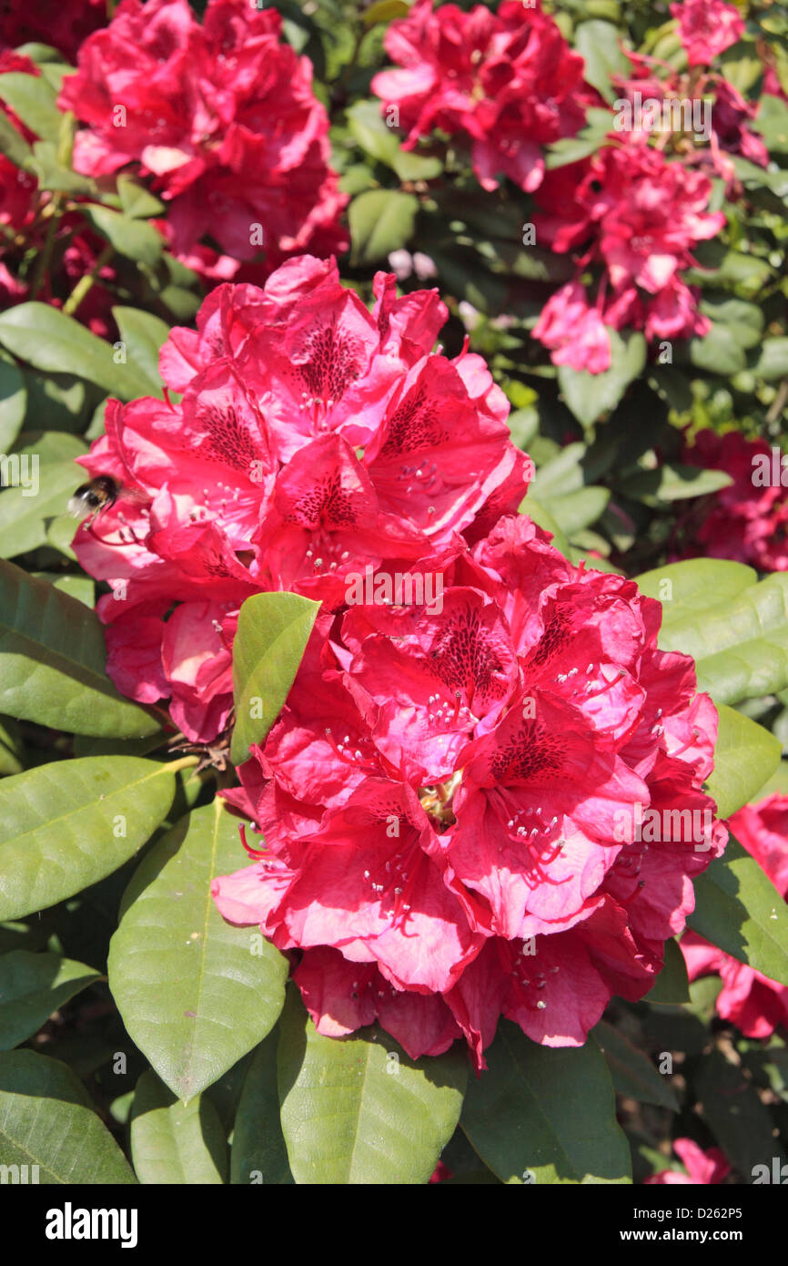 Close up of a "Lord Roberts" (a hybrid) rhododendron in the Azalea Garden  in The Royal Botanic Gardens, Kew, Surrey, England Stock Photo - Alamy