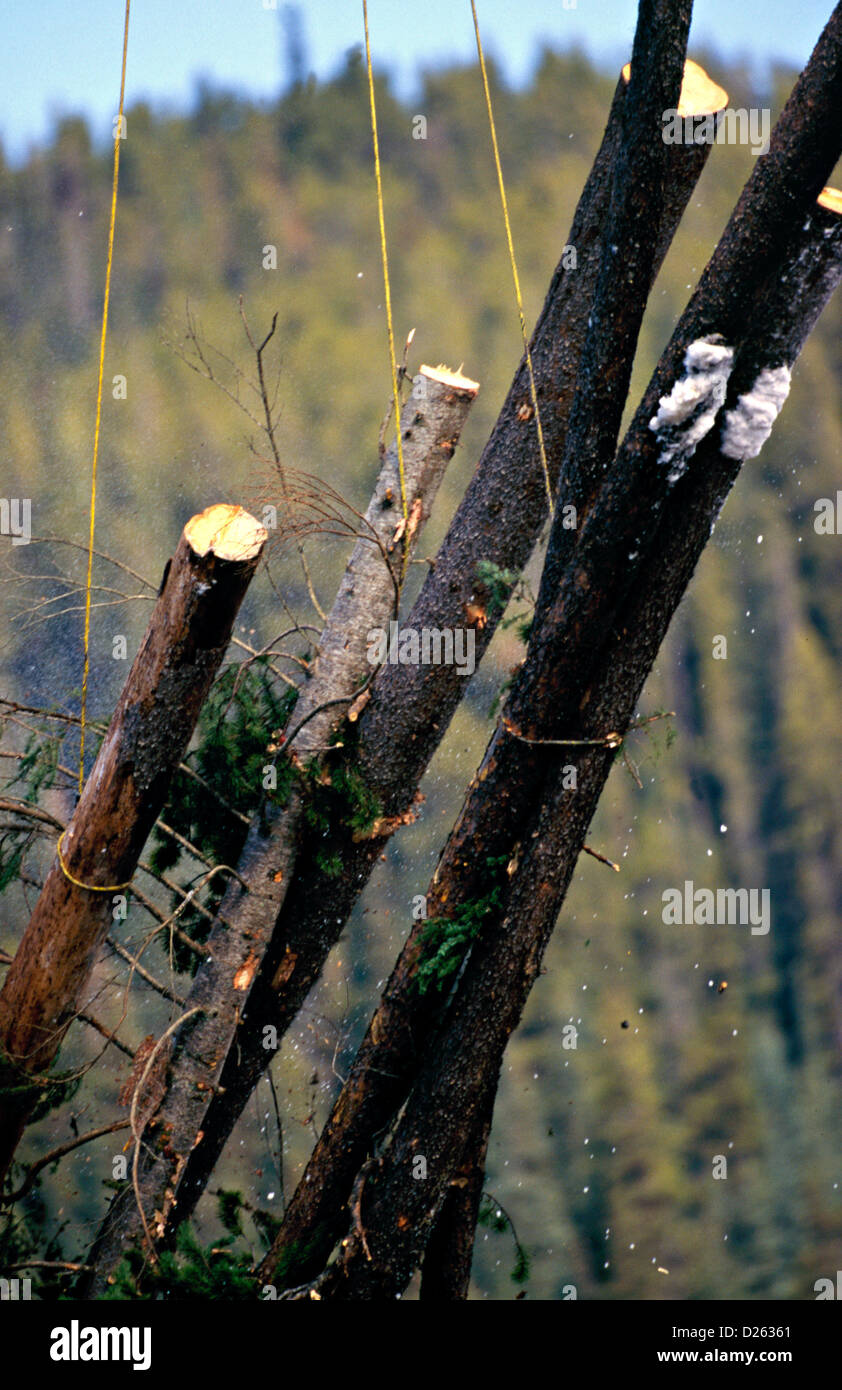 Hoisted Stock Photos & Hoisted Stock Images - Alamy