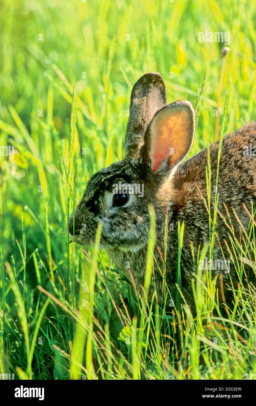 Snowshoe hare in summer coat 2 Stock Photo Alamy
