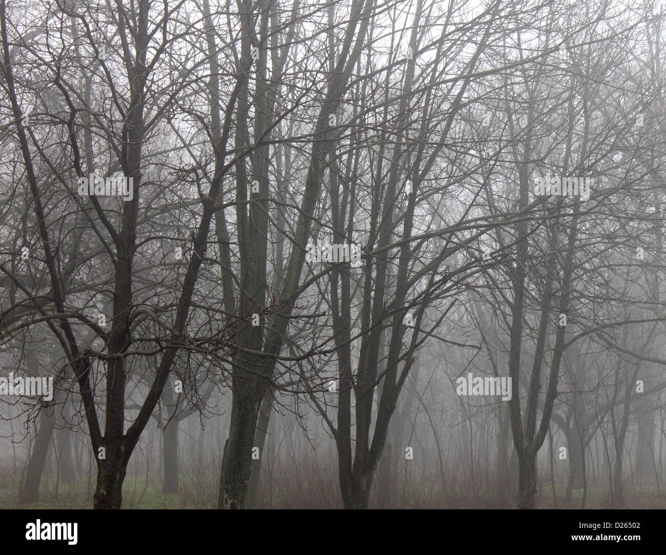 foggy park Stock Photo