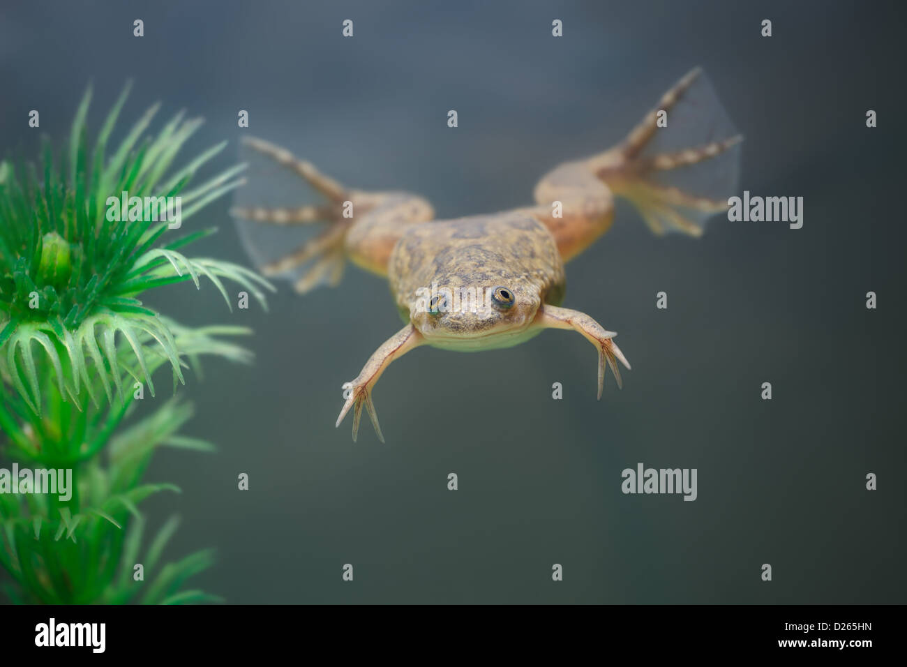 The yellow frog swim under water in an aquarium Stock Photo