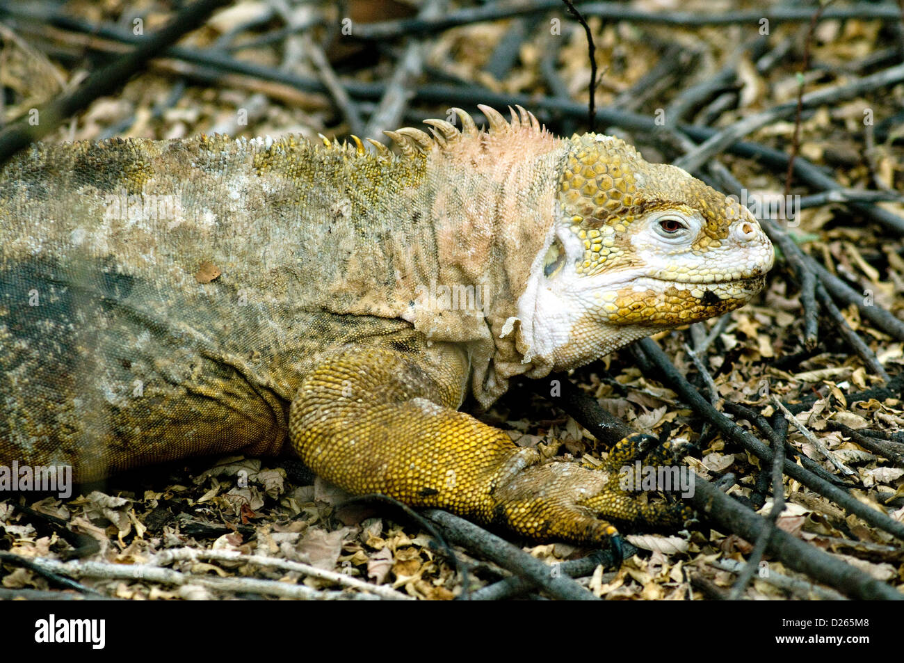 A nesting Galapagos land iguana, monster lizard endemic to the fantastical islands, appears to be sloughing its scaly skin Stock Photo