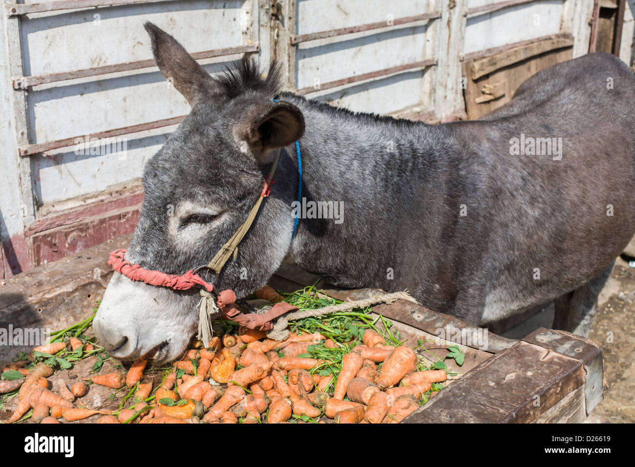 Donkey eating carrots in a streetmarket in Cairo, Egypt Stock Photo Alamy