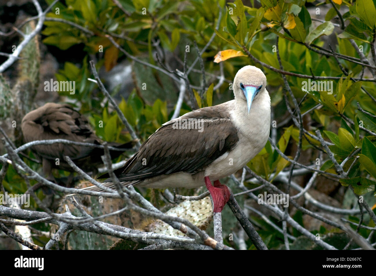 The red-footed booby with its blue beak, its mate at rear, is among the Galapagos islands' most visually striking birds Stock Photo