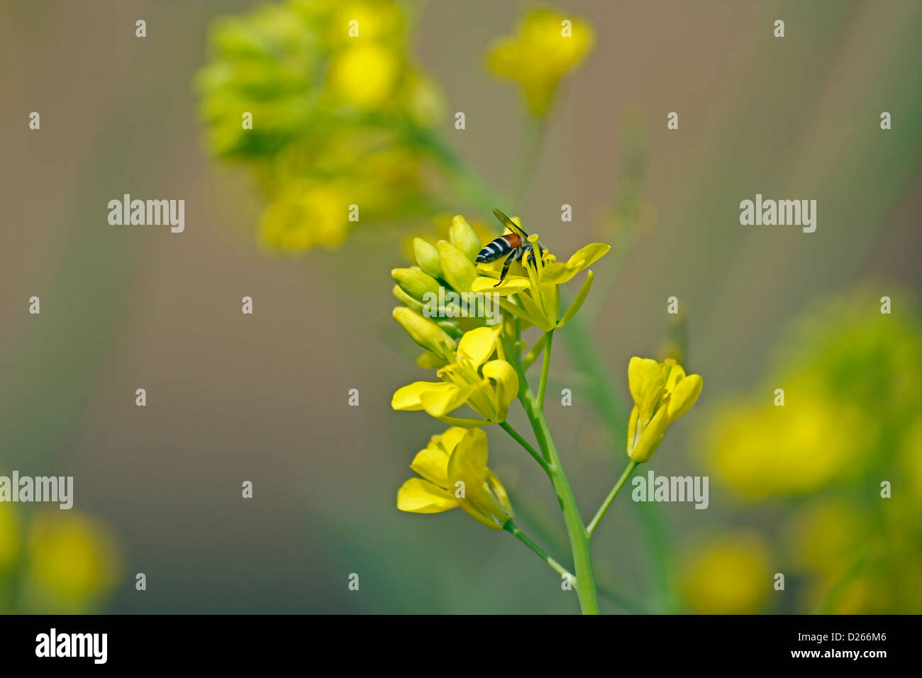 Honey bees, Apis mellifera nectaring on the blossom of Brassica nigra, Black Mustard, India Stock Photo