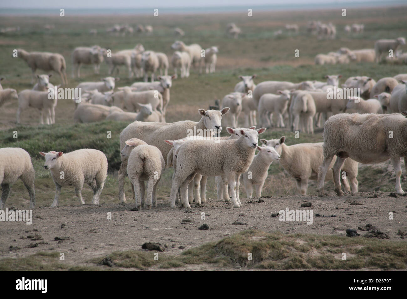Bredstedt, Germany, sheep herd on Hamburger Hallig Stock Photo