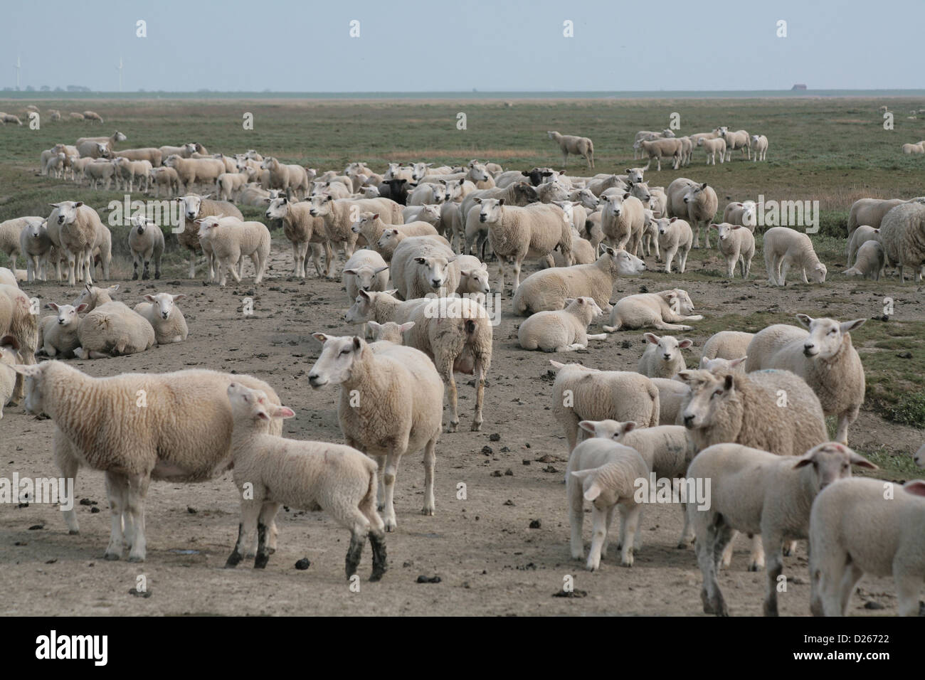 Bredstedt, Germany, sheep herd on Hamburger Hallig Stock Photo