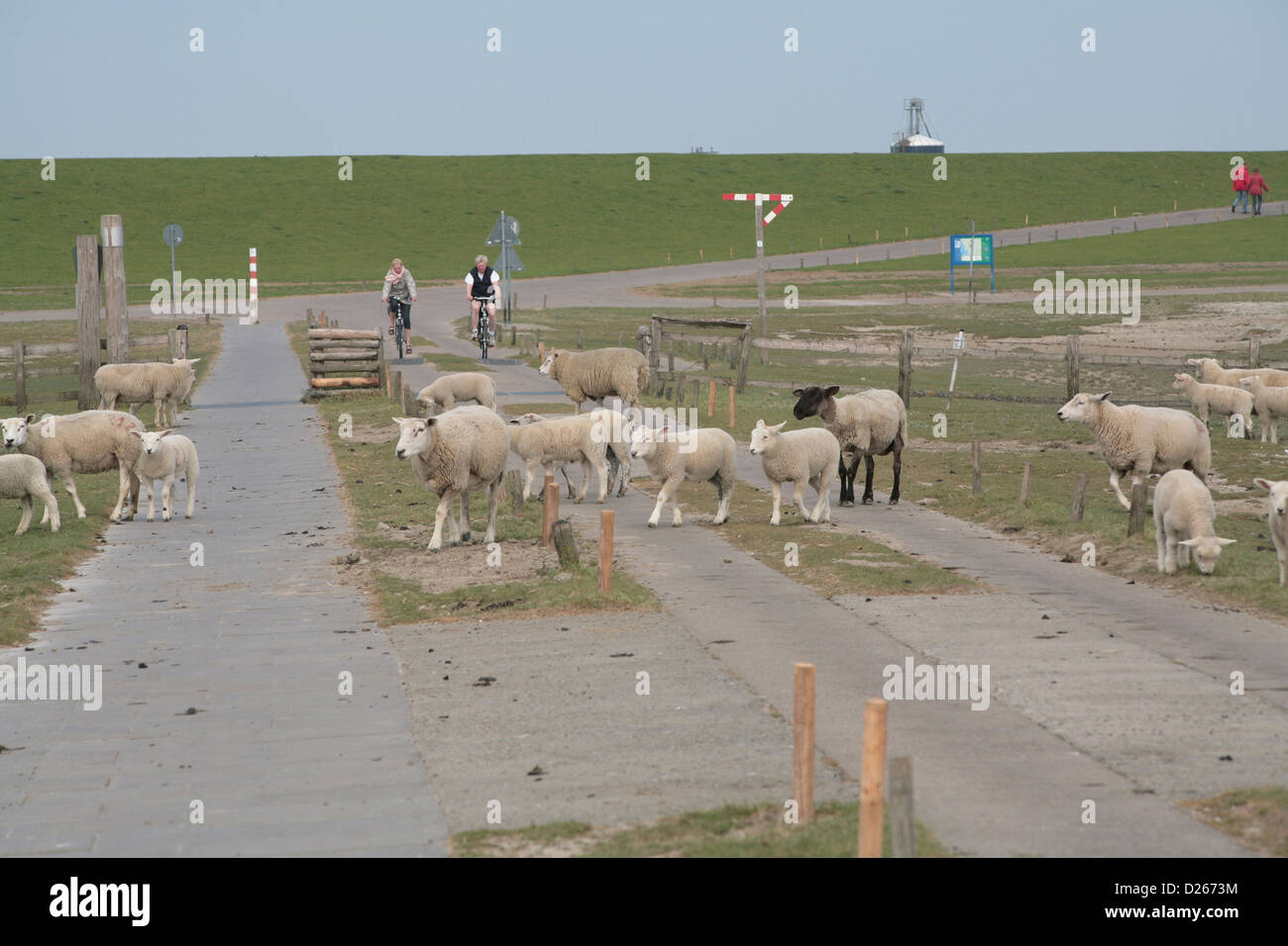Bredstedt, Germany, cyclists and sheep on Hamburger Hallig Stock Photo