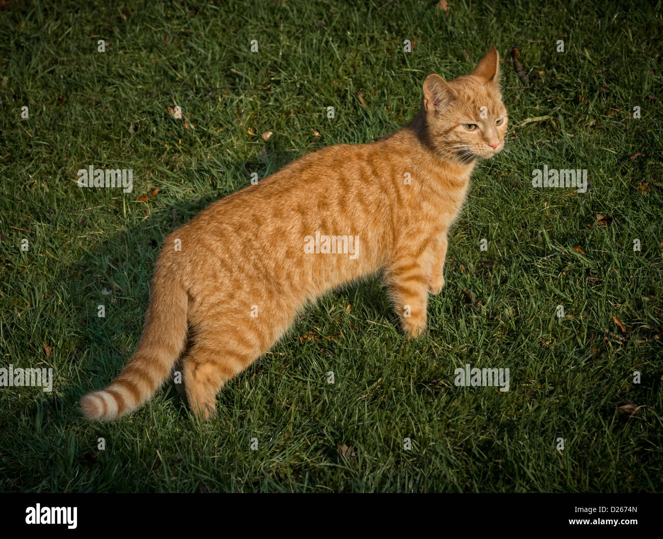 Ginger Bengal Cat High Resolution Stock 