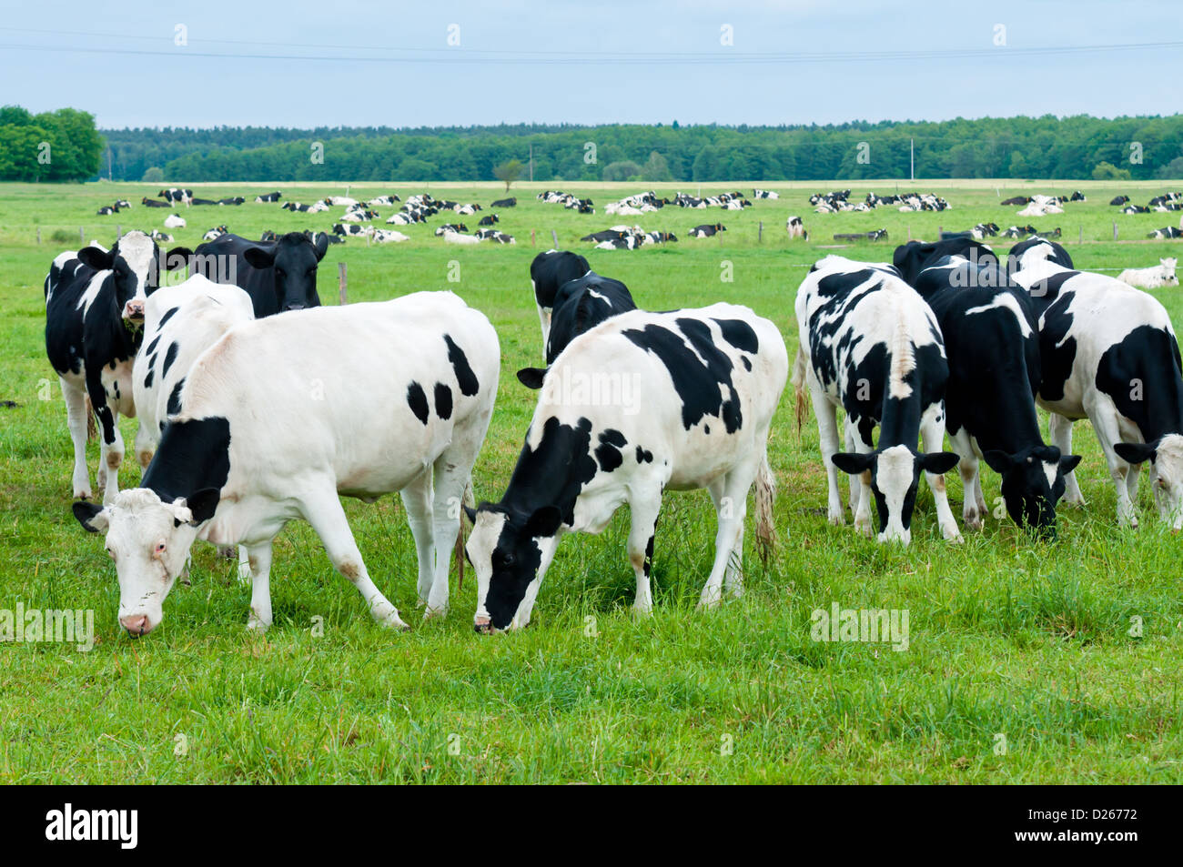 Cows field black white hi-res stock photography and images - Alamy