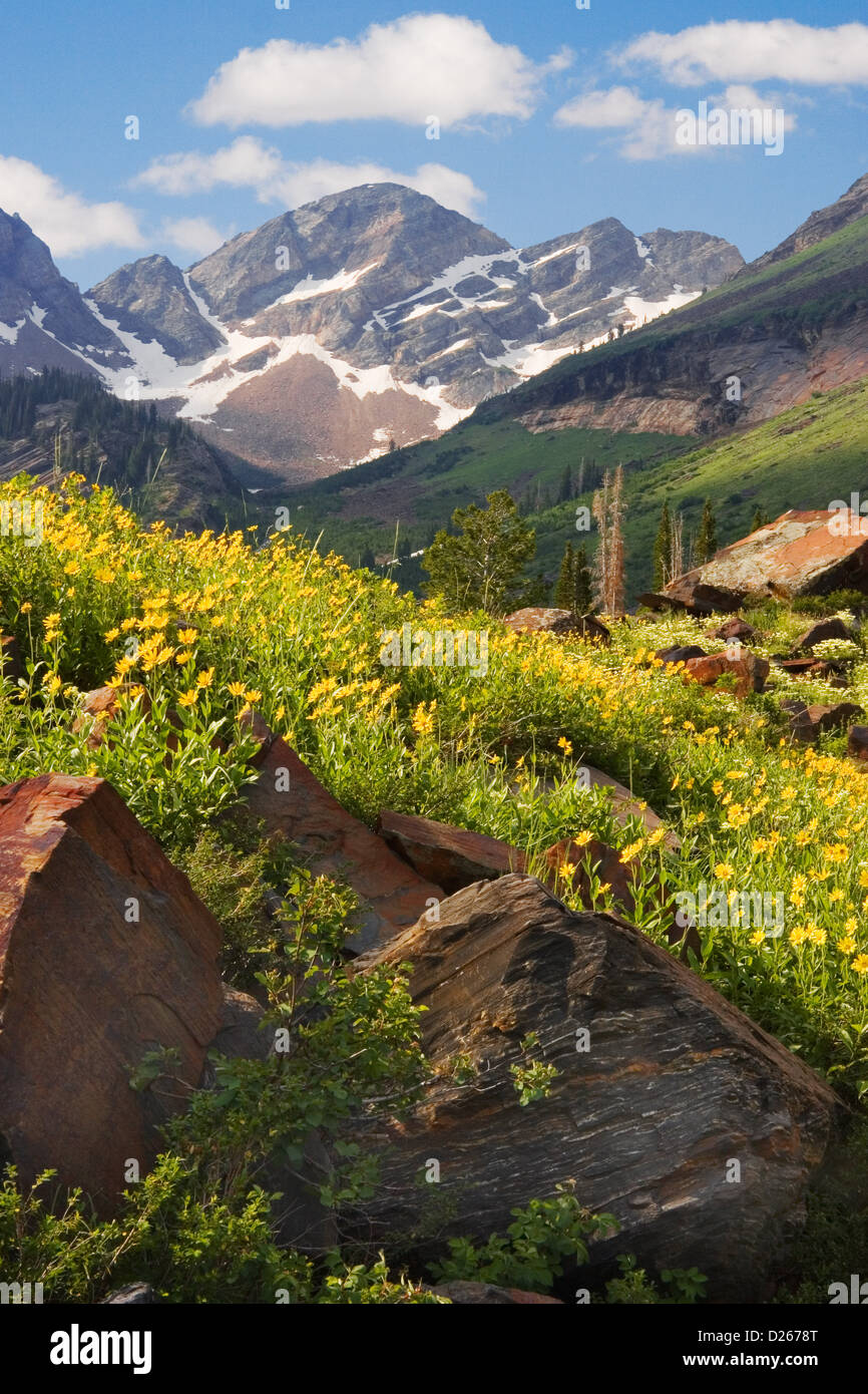 Pictures of wildflowers hi-res stock photography and images - Alamy