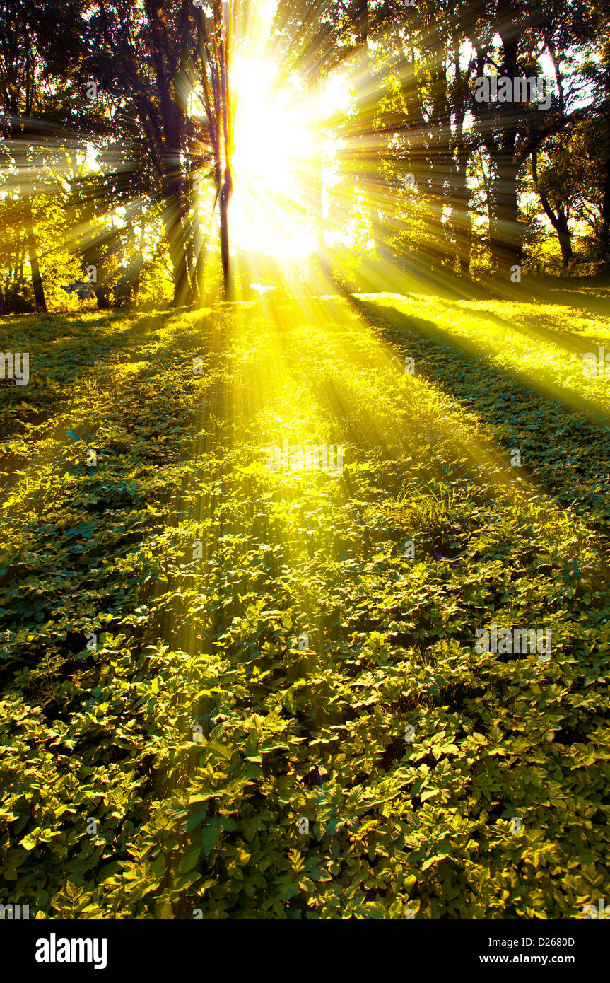 An image of Forest in the morning with sunrays Stock Photo - Alamy