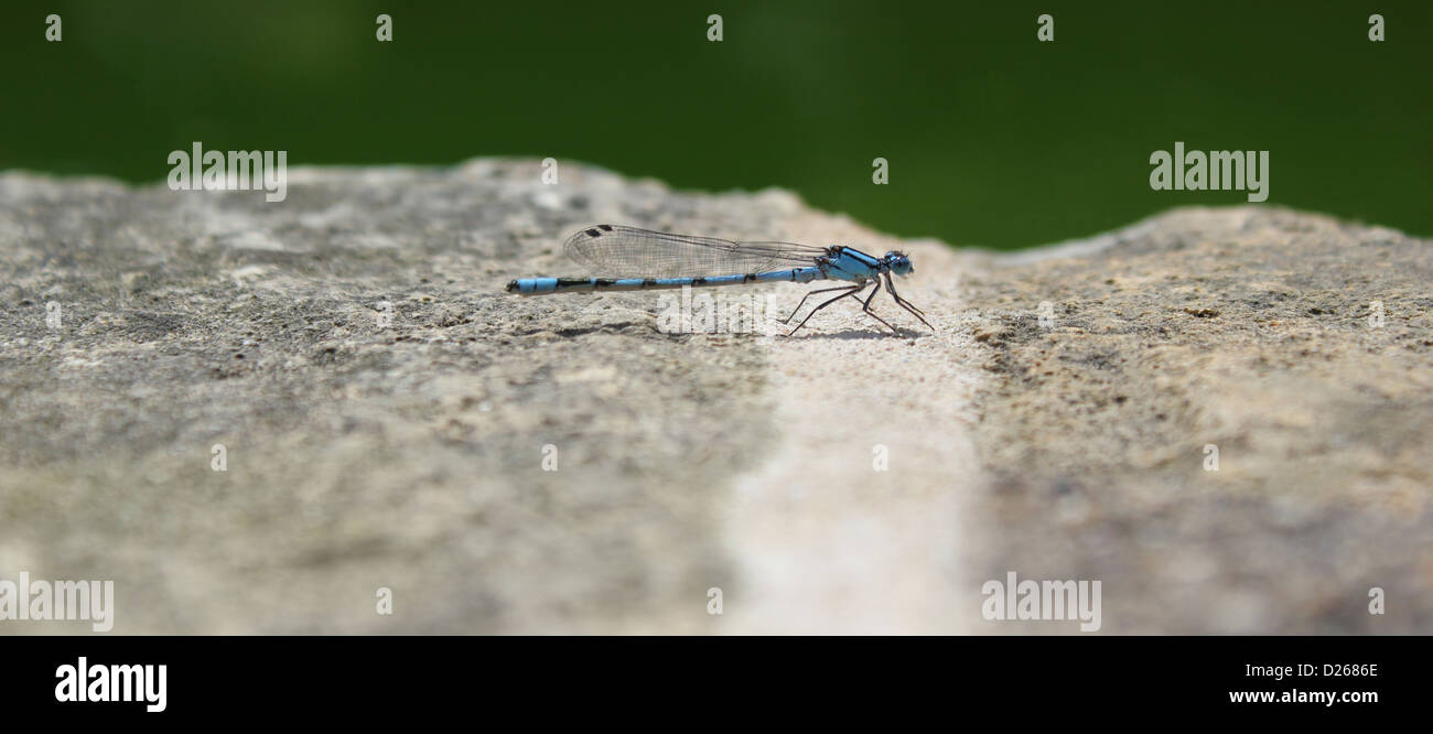 Electric blue dragonfly perched on rock Stock Photo - Alamy