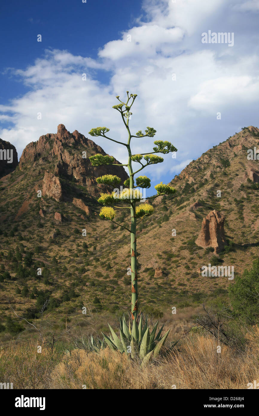 Agave Big Bend Texas Stock Photos & Agave Big Bend Texas Stock Images