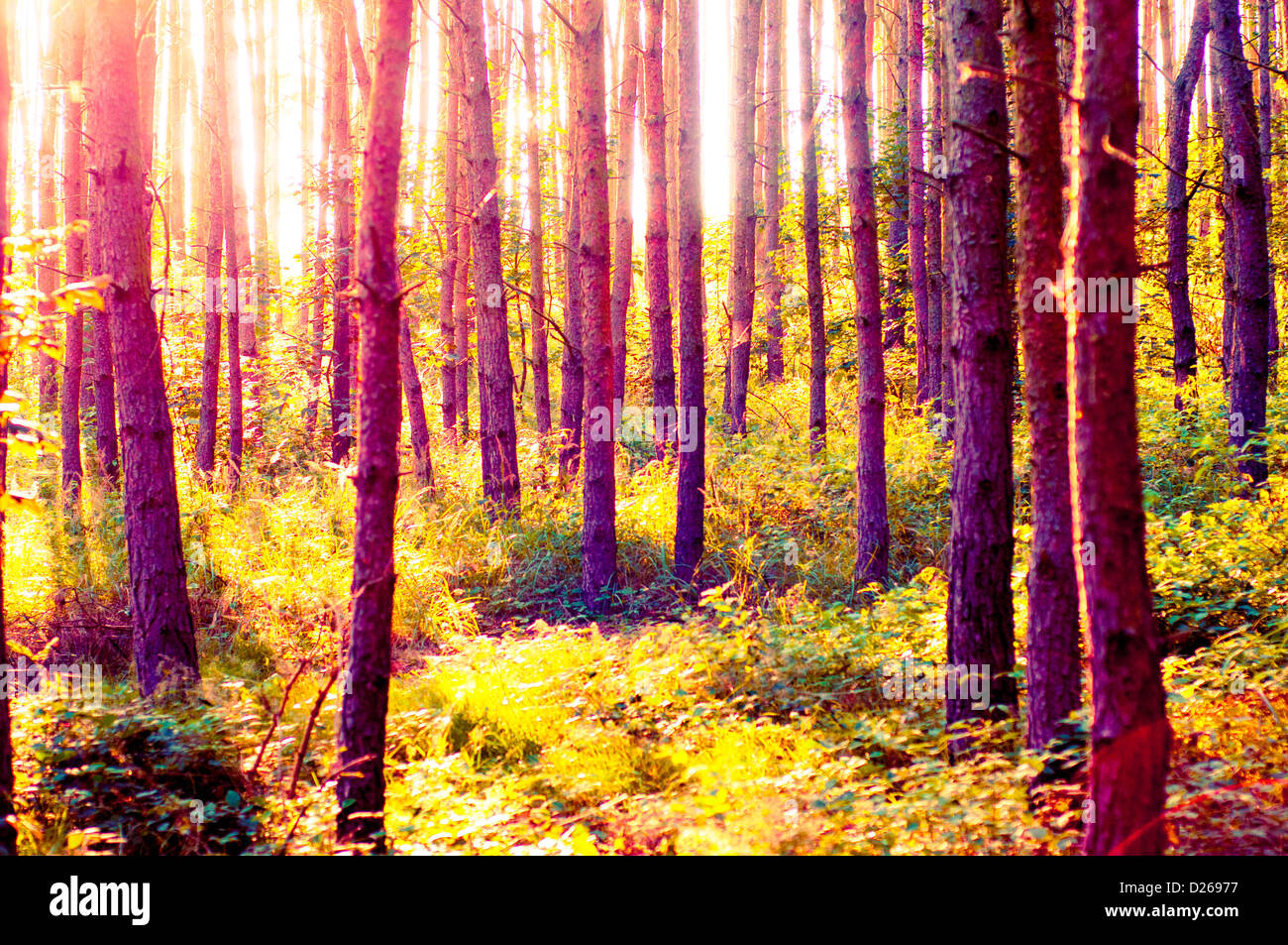 An image of Forest in the morning with sunrays Stock Photo - Alamy