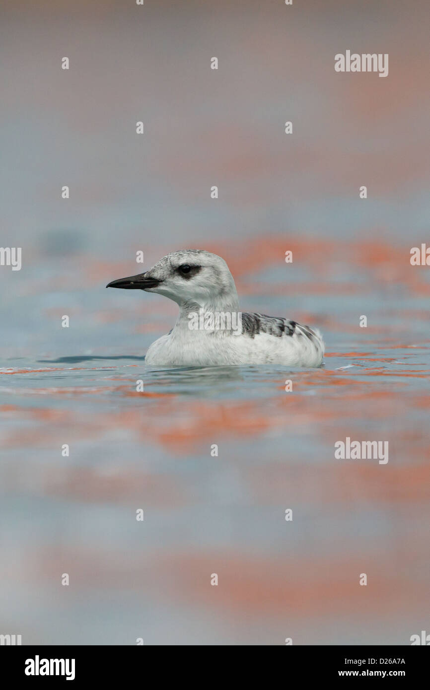 Black Guillemot Cepphus grylle in winter plumage, Shetland, Scotland
