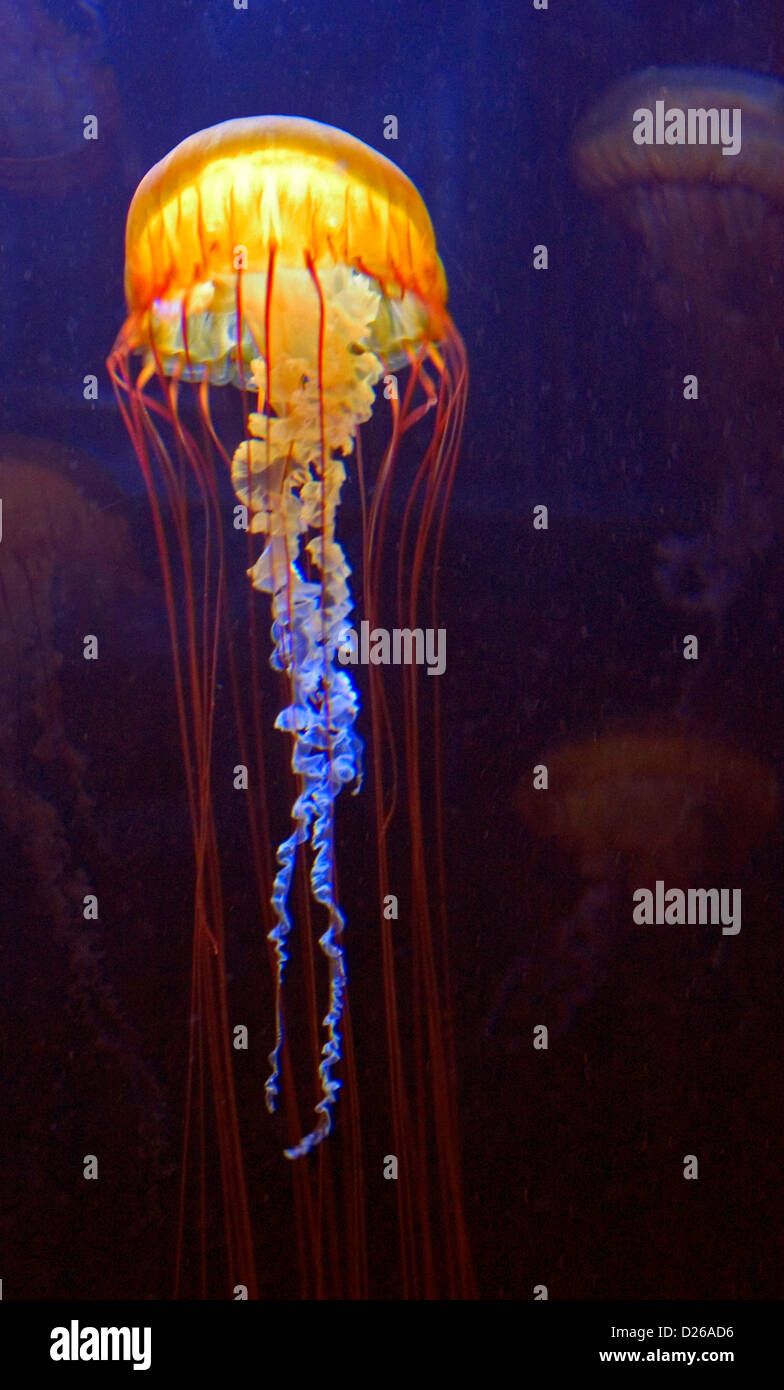Stock Photograph Of A Jellyfish Stock Photo