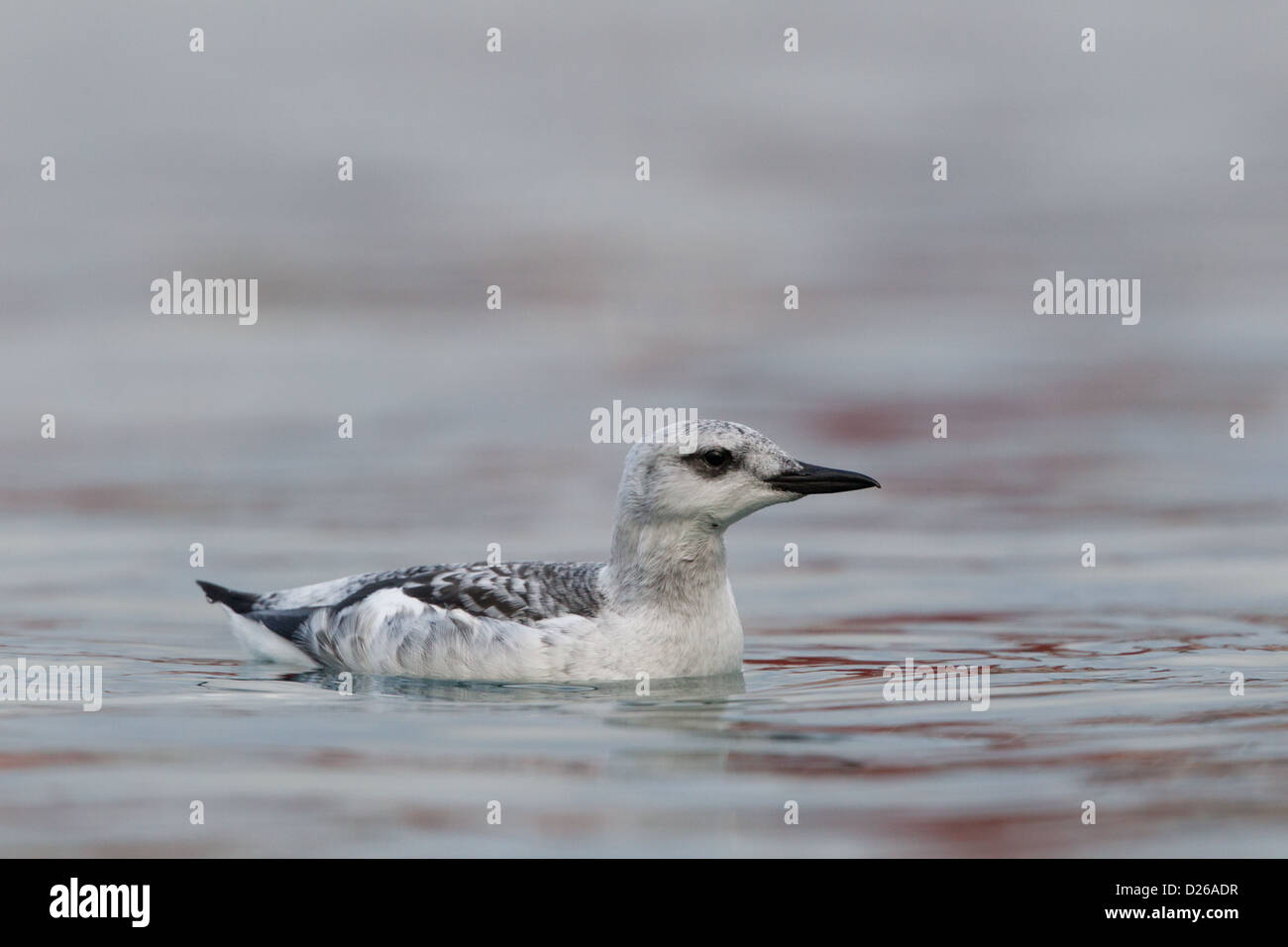 Black guillemot winter hi-res stock photography and images - Alamy