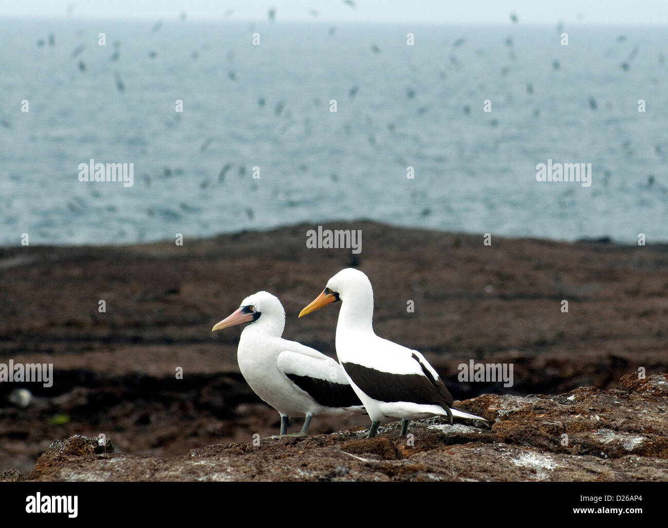 A pair of Nazca, or masked, boobies, on a plateau of Genovesa island in the Galapagos where flocks of seabirds fill the skies Stock Photo