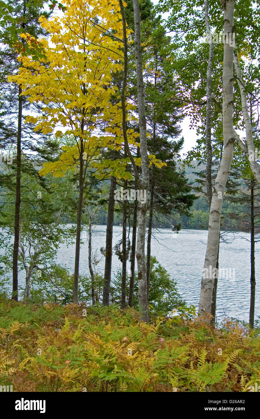 Birch Trees, Nova Scotia Stock Photo Alamy