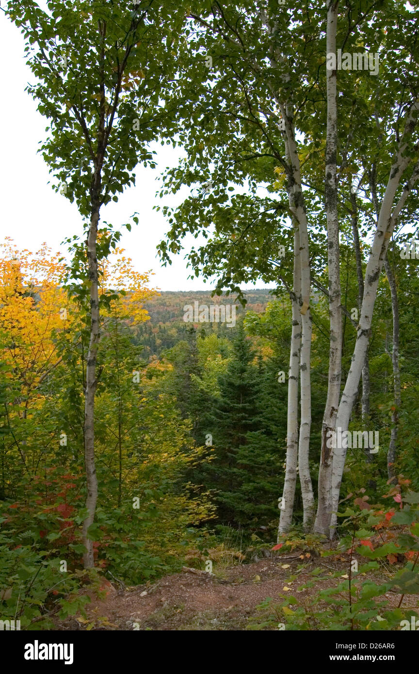 Birch Trees, Nova Scotia Stock Photo Alamy