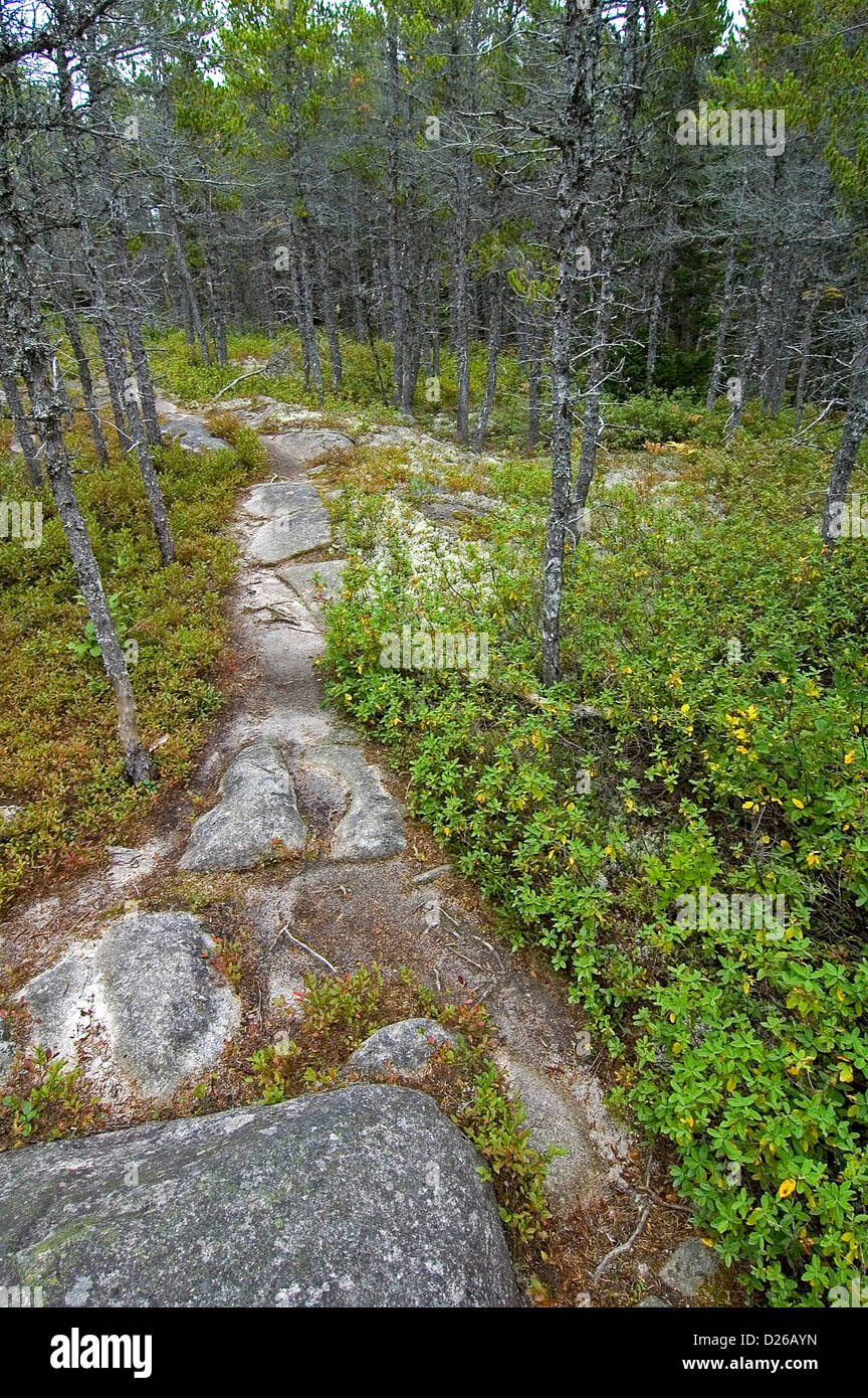 Jack Pine Trail, Cape Breton, NS Stock Photo - Alamy