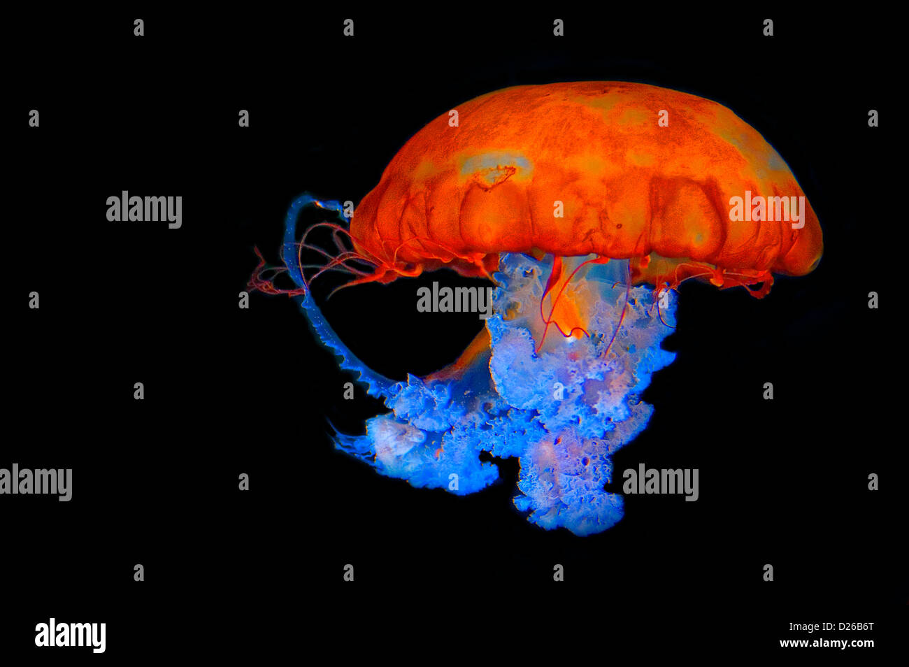 Stock Photograph Of A Jellyfish Stock Photo