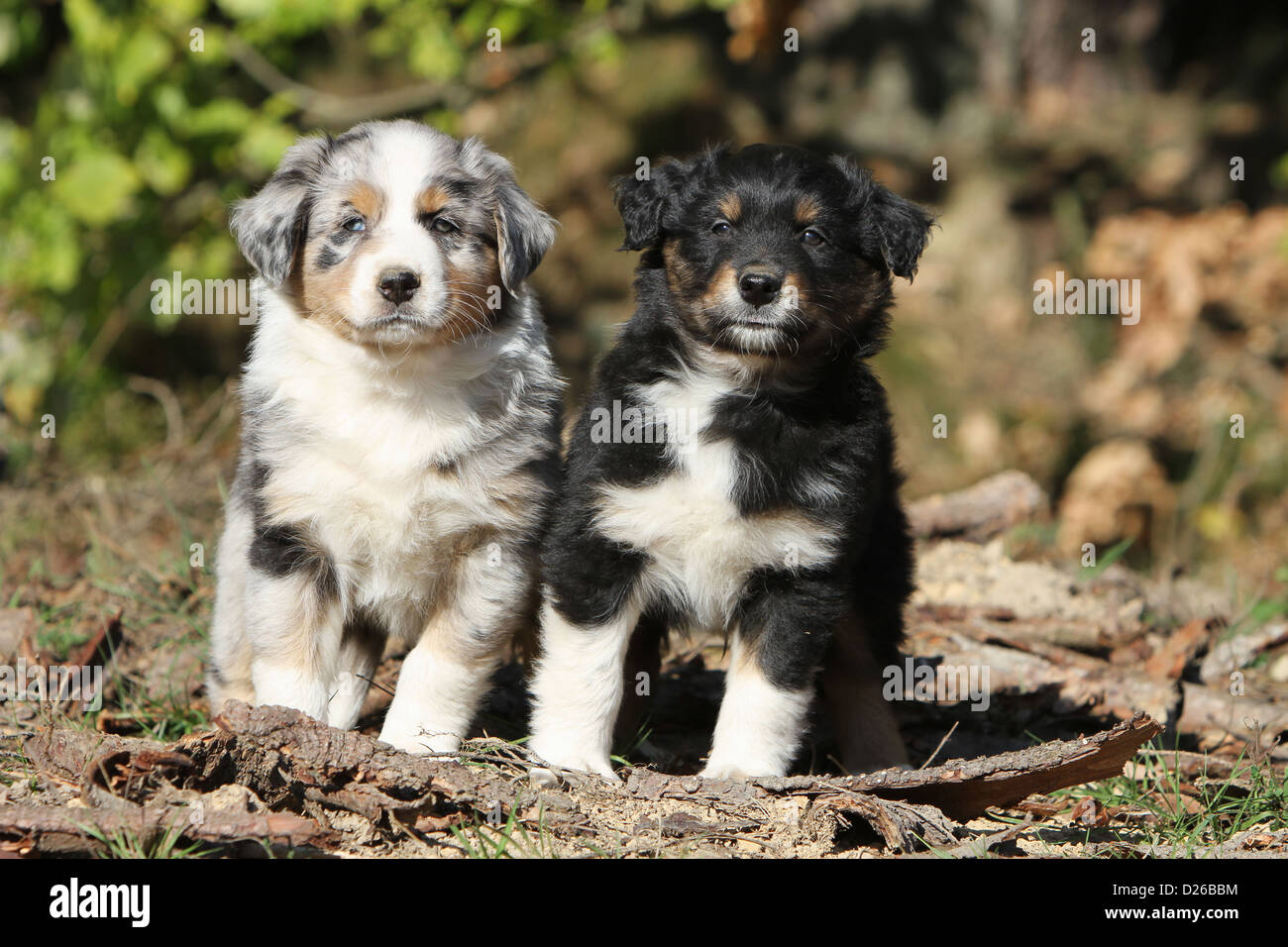 Dog Australian shepherd / Aussie two puppies different colors (blue Merle  and tricolor black) sitting in a forest Stock Photo - Alamy