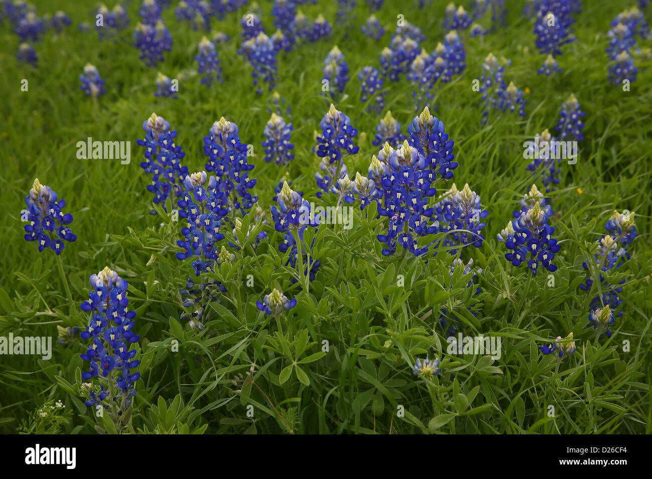 Texas in bloom Stock Photo Alamy
