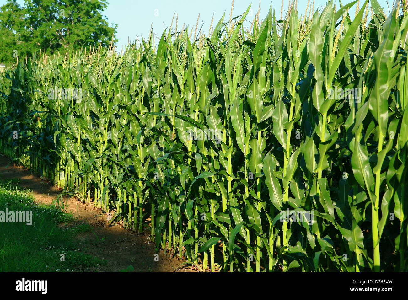 Cornfield row closeup Stock Photo Alamy