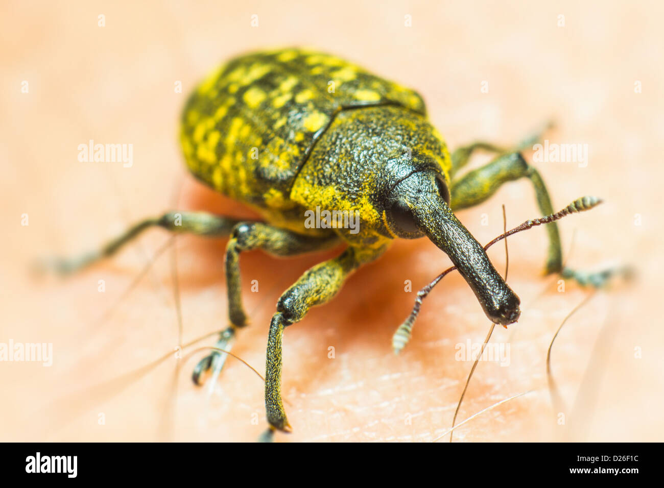Portrait of a bug Stock Photo
