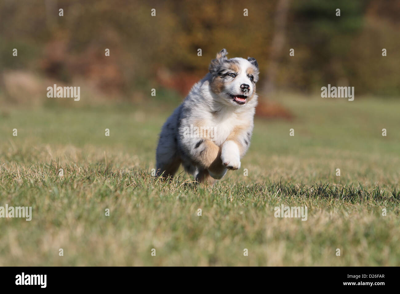 meadow run miniature american shepherds