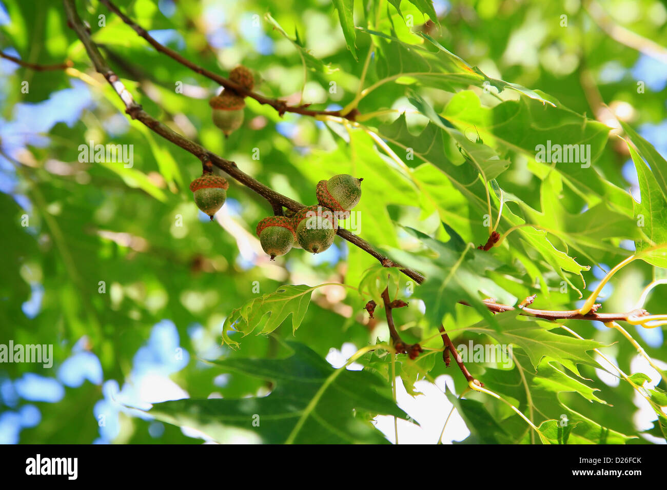 Acorns in red oak tree Stock Photo