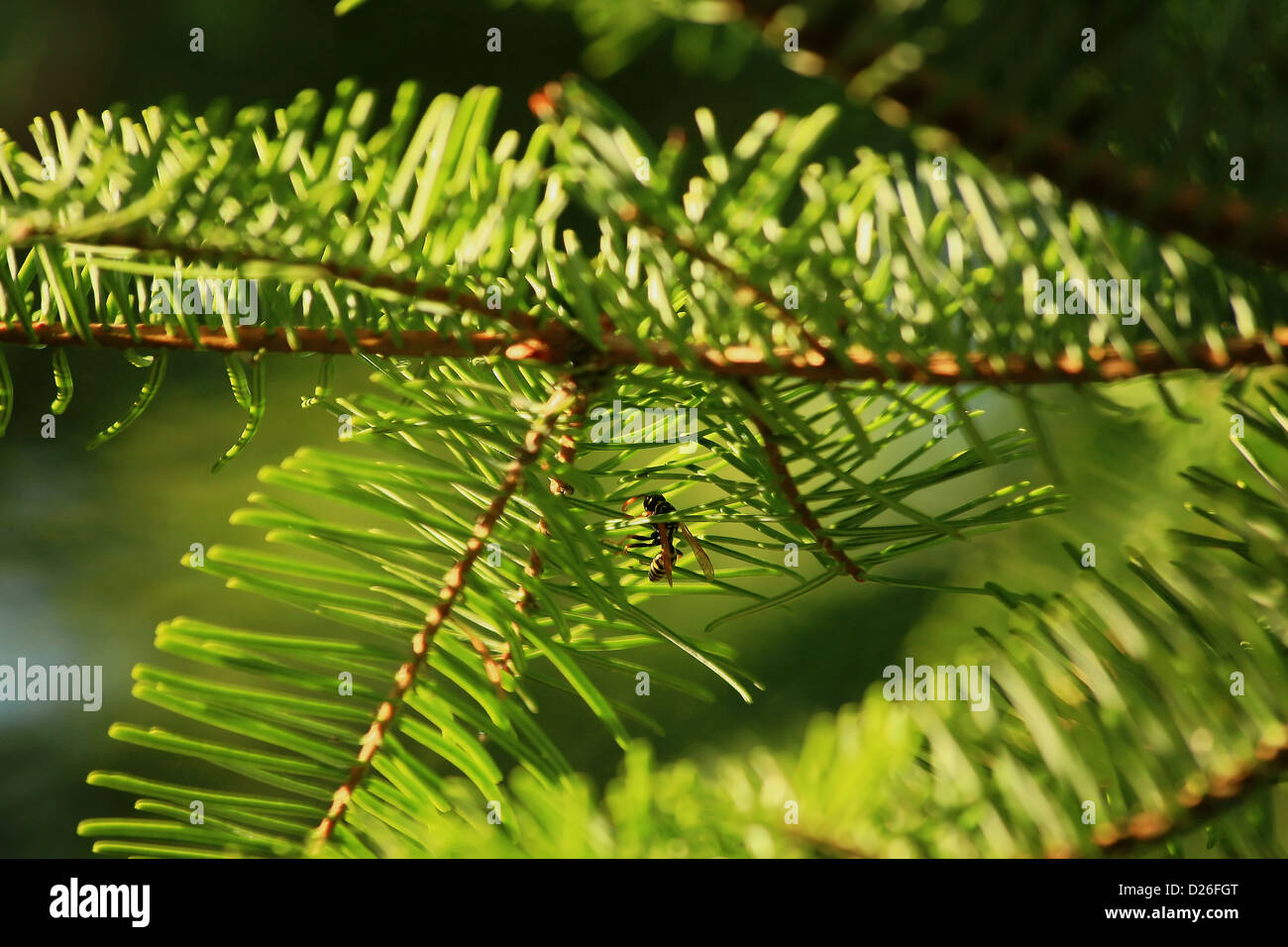 Yellow jacket among fir needles hires stock photography and images Alamy