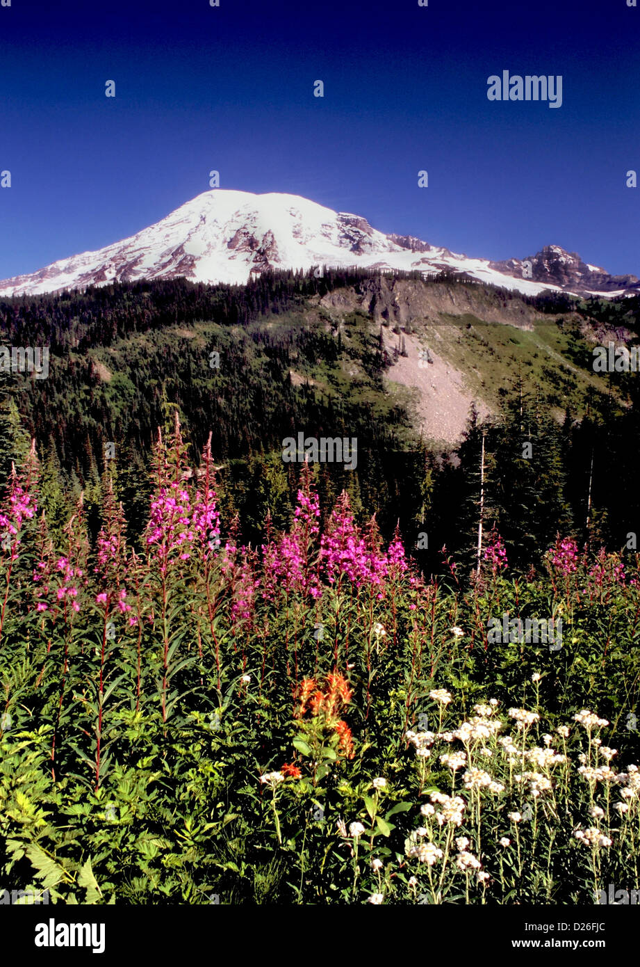 Wildflowers on Mt. Rainier Stock Photo Alamy