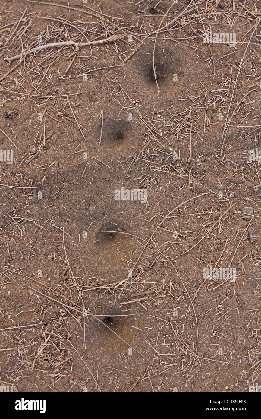 Funnel of Antlion, Myrmeleon formicarius, Myrmeleontidae, Doodlebug, Denizens Of The Sand, Maharashtra, India Stock Photo