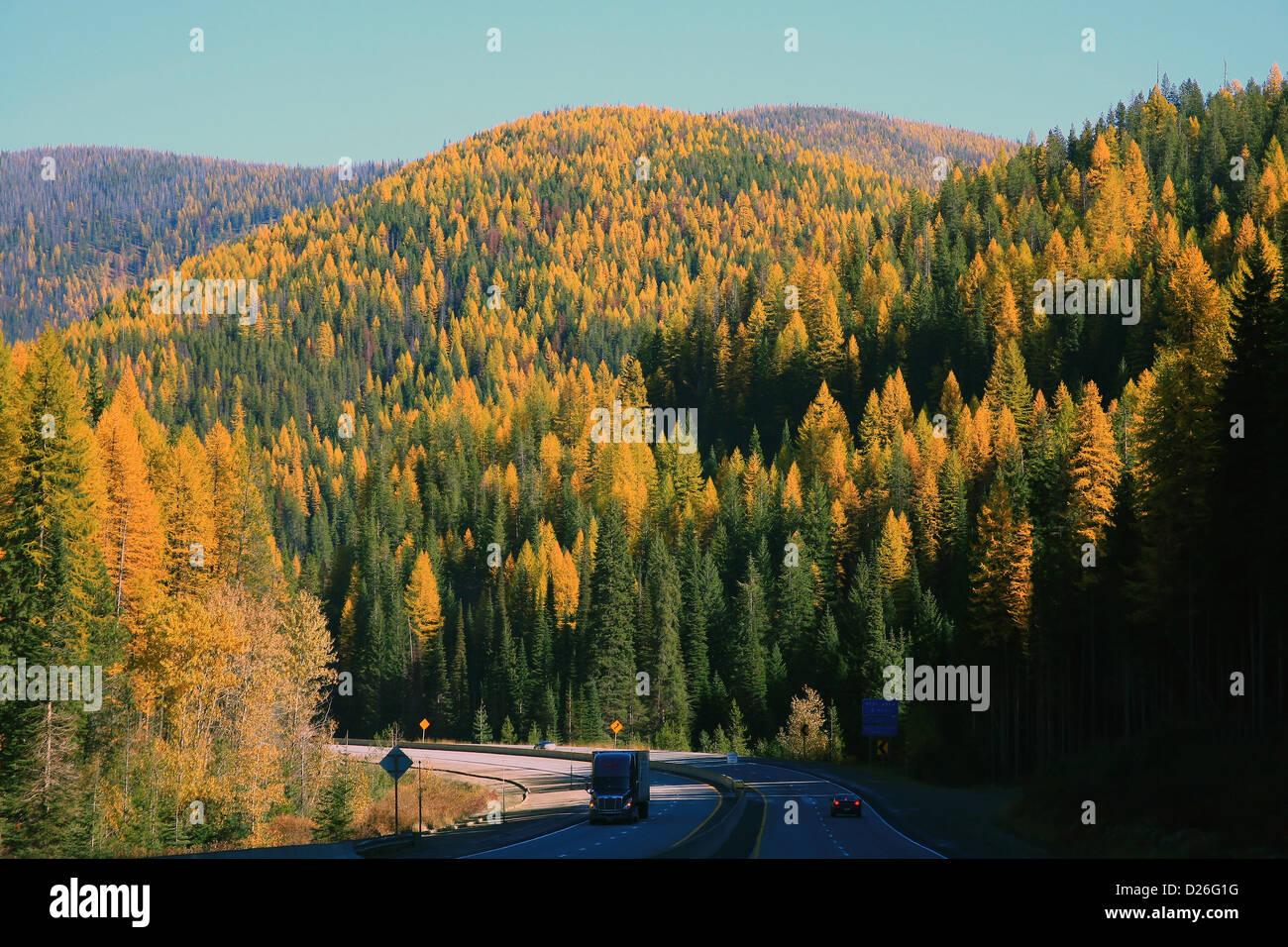 Montana tamarack forest in fall Stock Photo