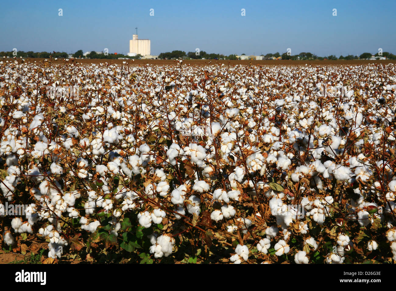 West Texas cotton field Stock Photo Alamy